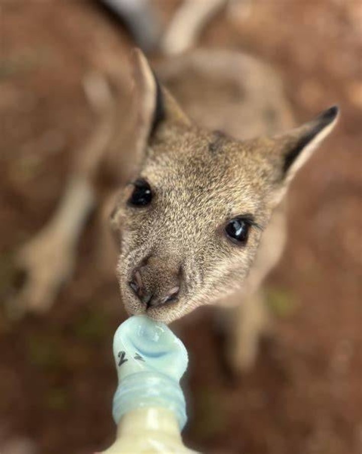 Baby Jandamarra