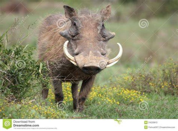 Boar Tusks