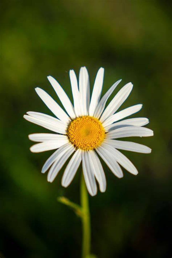 Daisy