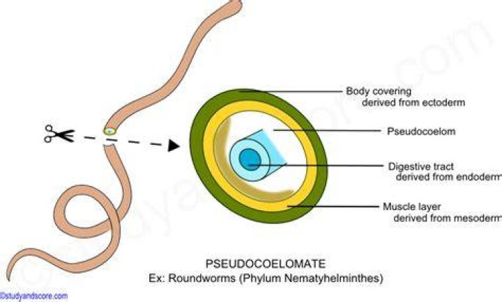 How pseudocoelom is formed