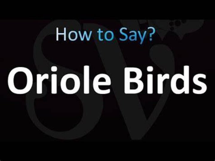 How to pronounce oriole