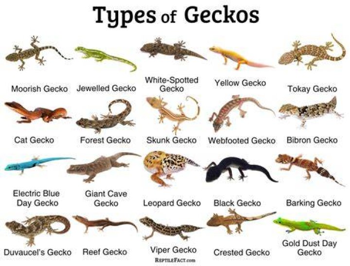How to spell gecko