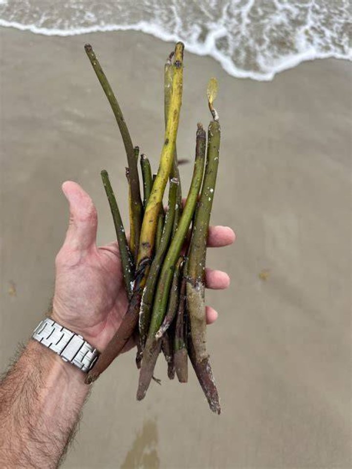 Is it illegal to take mangrove seeds