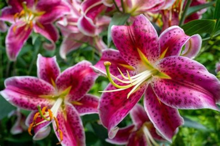 Lily