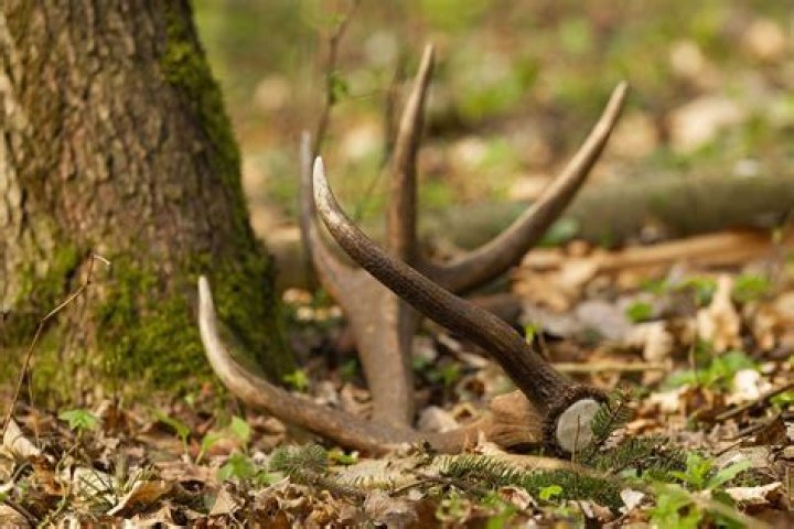 
Man Discovers Human Skeleton While Collecting Deer Antlers in Kansas 