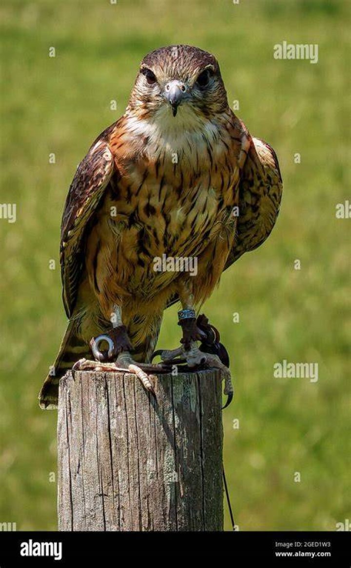 Merlin