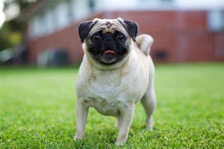 Pug