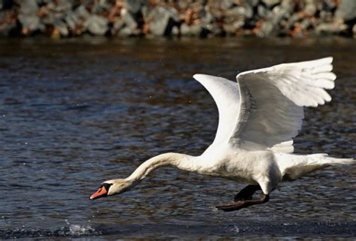 Swan