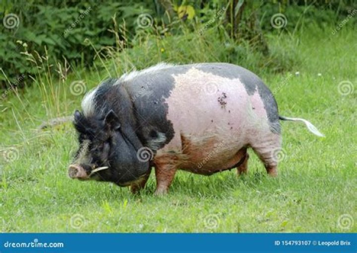 What are tushes on a pig