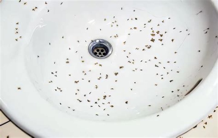 Why are there fruit flies in my bathroom