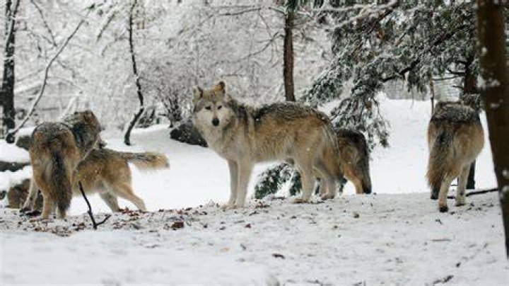 Wolf